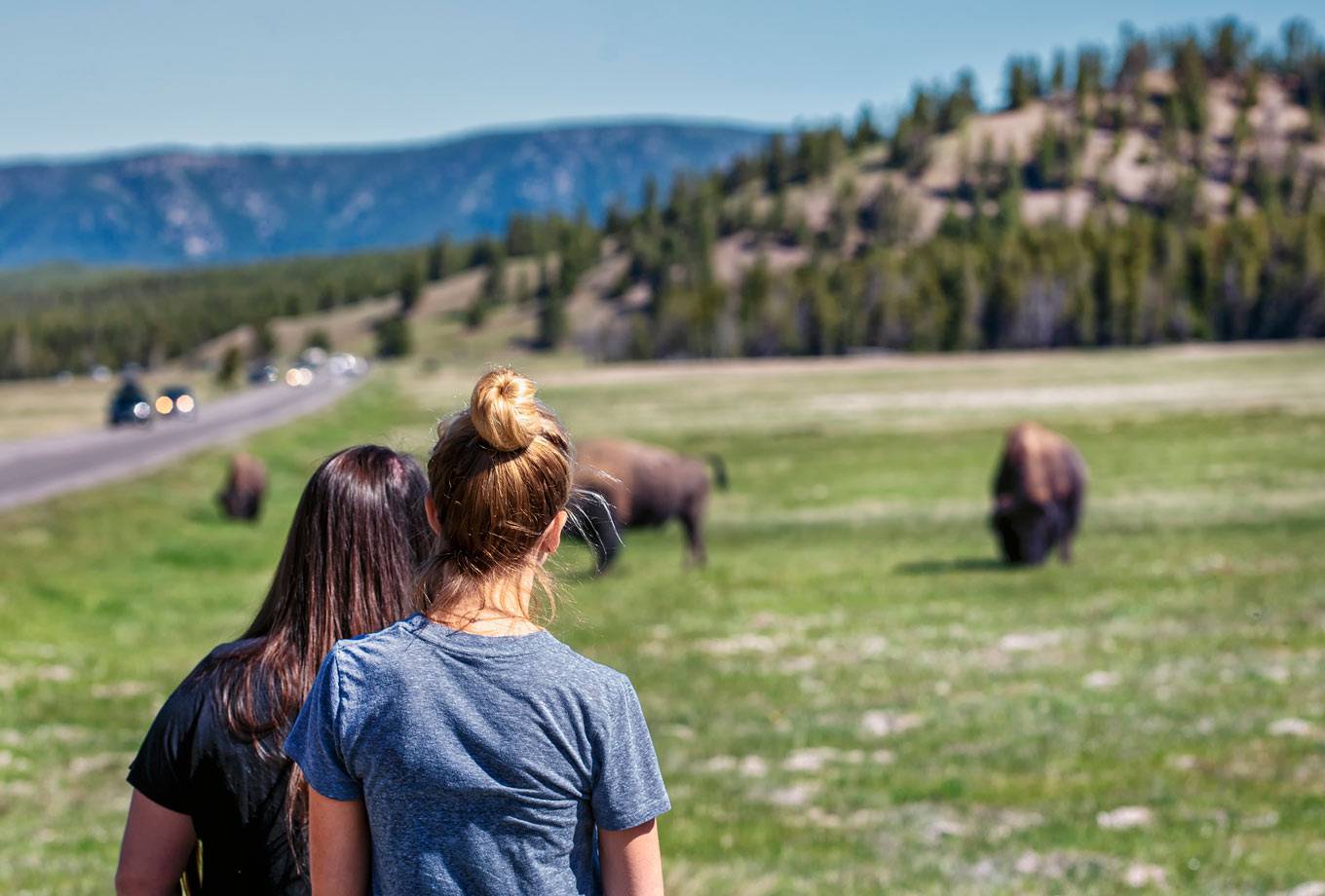 Two Yellowstone visitors viewing bison in Hayden Valley